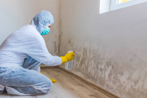 Licensed Black Mold Removal service in Millerstown, PA - WQB Mold Removal