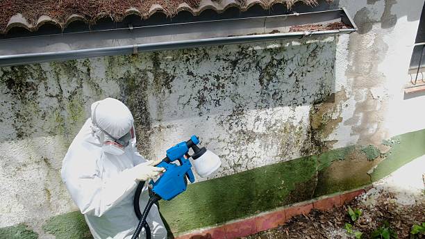 Top rated local Black Mold Removal specialists in Millerstown, PA